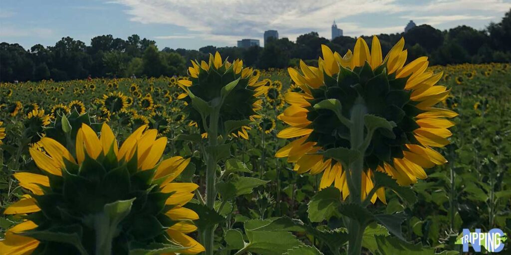 Raleigh Sunflowers and Where to Find Them in 2019 NC Travel