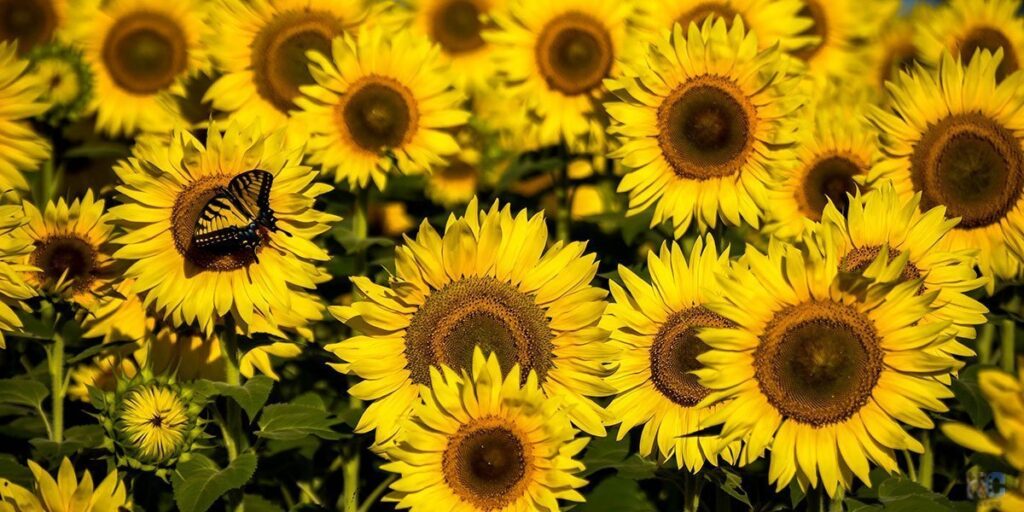 Raleigh Sunflowers at Dorothea Dix Park Updated for 2020