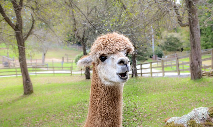 A Llama looking at the camera near Banner Elk