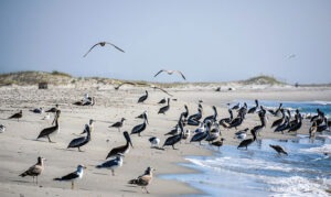 Rachel Carson Reserve Beaufort: Wild Horses + 4 Things To Do