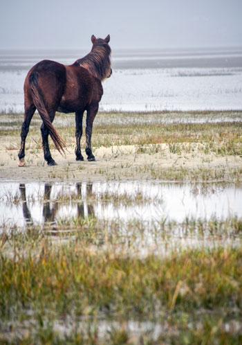 One Horse at Rachel Carson Reserve