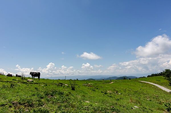 Bearwallow Mountain: 360-Degree Epic Views & Cows!