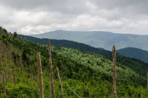 10 of the Best Black Mountains Hikes near Burnsville NC