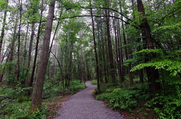 DuPont State Forest (Waterfall Hikes and More Things to Do!)