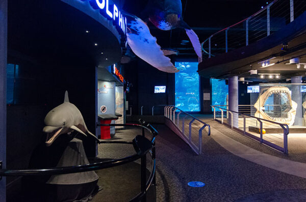 7 Wonderful Aquariums in North Carolina + How to Visit Them