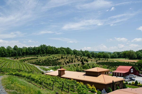 25 Of The Best North Carolina Wineries And Vineyards 4878