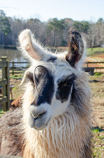 Llama at Divine Llama NC Wineries