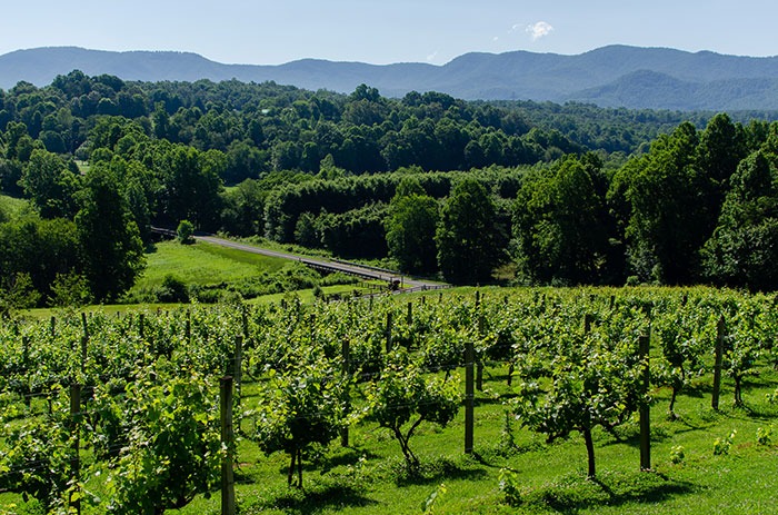 Vines at Silver Fork NC Wineries