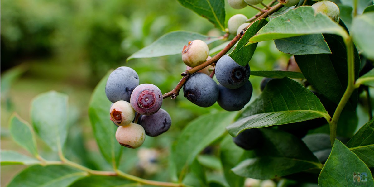 Blueberry Picking on the North Shore