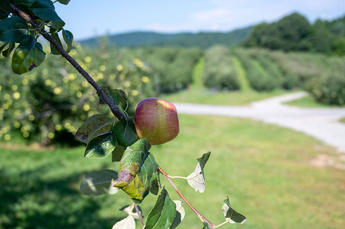 Apple Picking in NC Flat Rock Sky Top Orchards