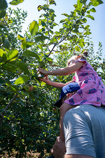 Apple Picking in North Carolina Sky Top Orchards Flat Rock NC