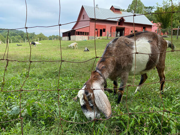 Carl Sandburg Home NC (History + the Best Things to Do)