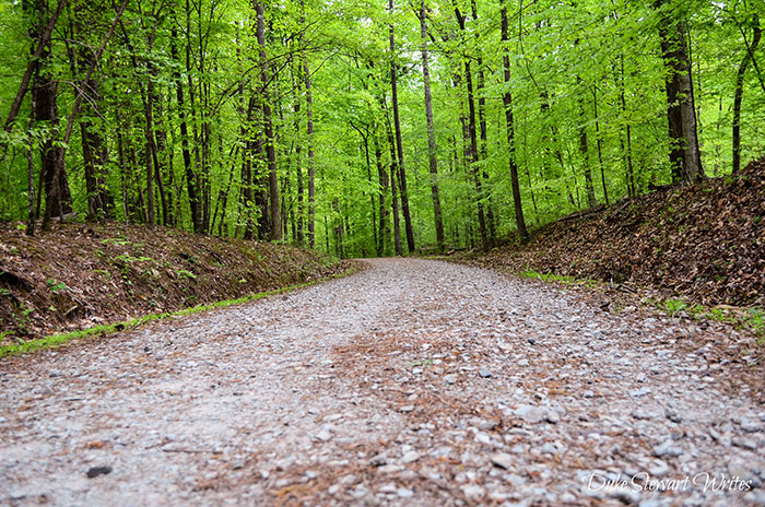 Hiking Trails in North Carolina Duke Forest Durham NC