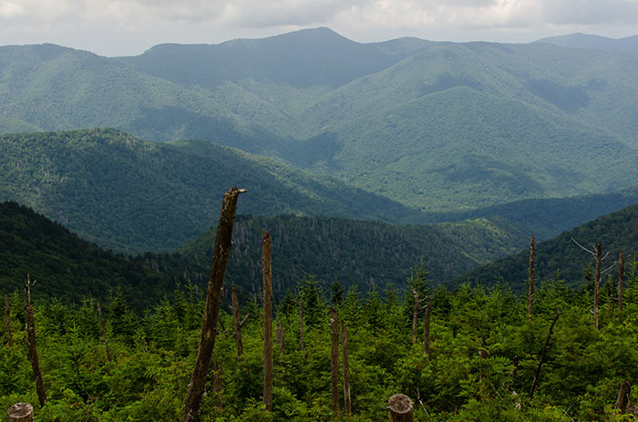 Hiking Trails in North Carolina Mount Mitchell State Park