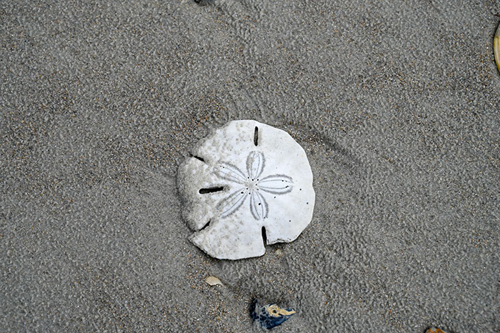 Sand Dollar Island, North Carolina - Island Life NC