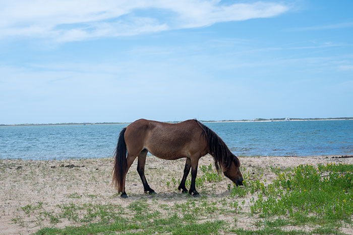 Things to Do in Beaufort NC Shackleford Banks Wild Horse Tours
