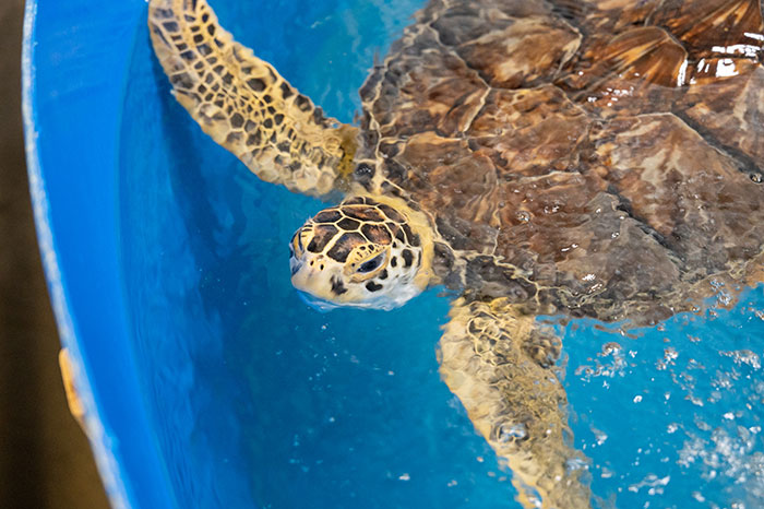 Things to do on Topsail Island Karen Beasley Sea Turtle Hospital turtle