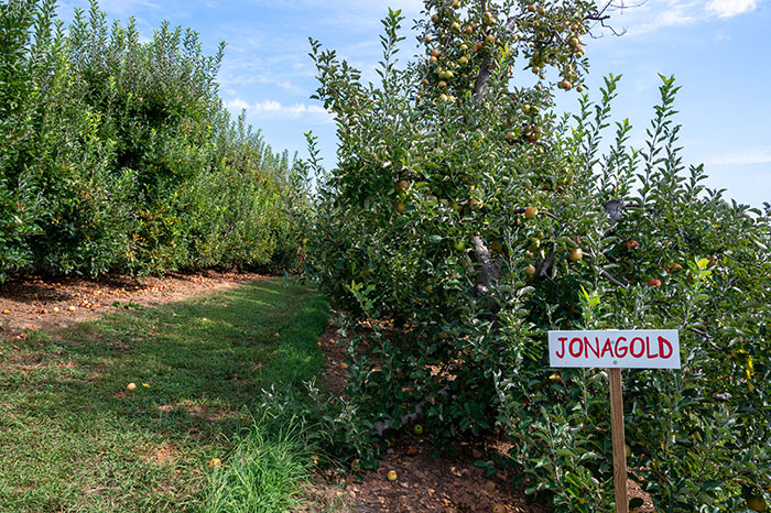 Apple Picking in North Carolina Apple Hill Orchard Burke County NC