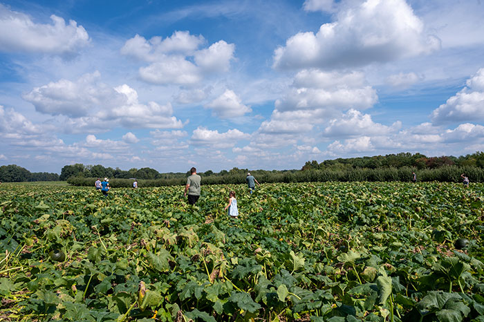 19 Of The Best Pumpkin Patches In North Carolina (+ Map!)