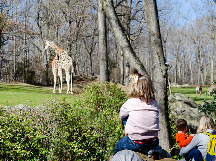 Things to do in Asheboro NC Zoo