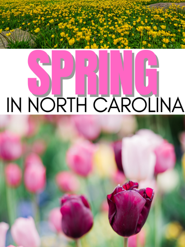 Spring Events in North Carolina NC Tripping