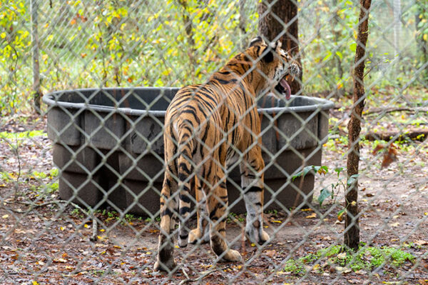 How to Visit Carolina Tiger Rescue in Pittsboro NC (5+ Tips)