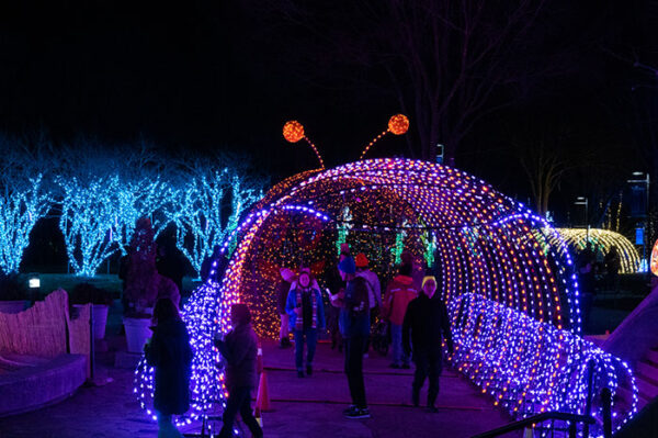 How to Enjoy NC Arboretum Winter Lights (10 Important Tips!)