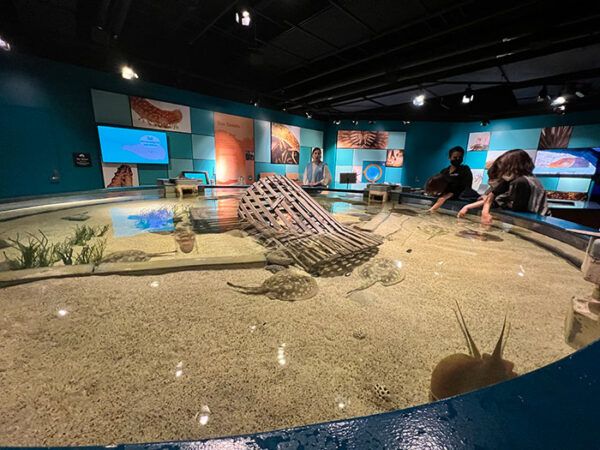 Enjoy the NC Aquarium on Roanoke Island (7 Essential Tips!)