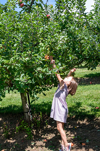 Jeter Mountain Farm charlotte picking apples