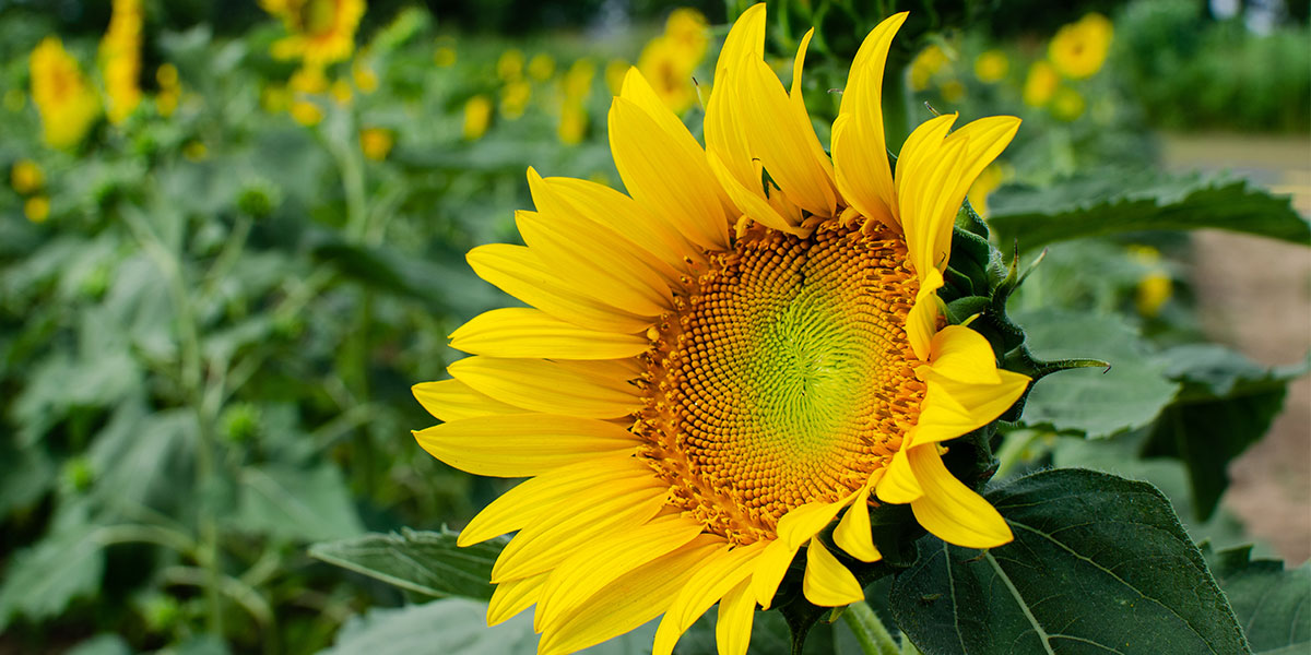 Sunflower Fields in NC